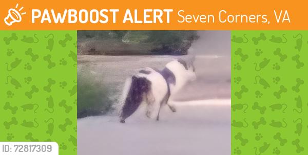Found/Stray Unknown Cat last seen Greenwood Dr & Patrick Henry , Seven Corners, VA 22044