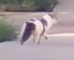 Found/Stray Unknown Cat last seen Greenwood Dr & Patrick Henry , Seven Corners, VA 22044
