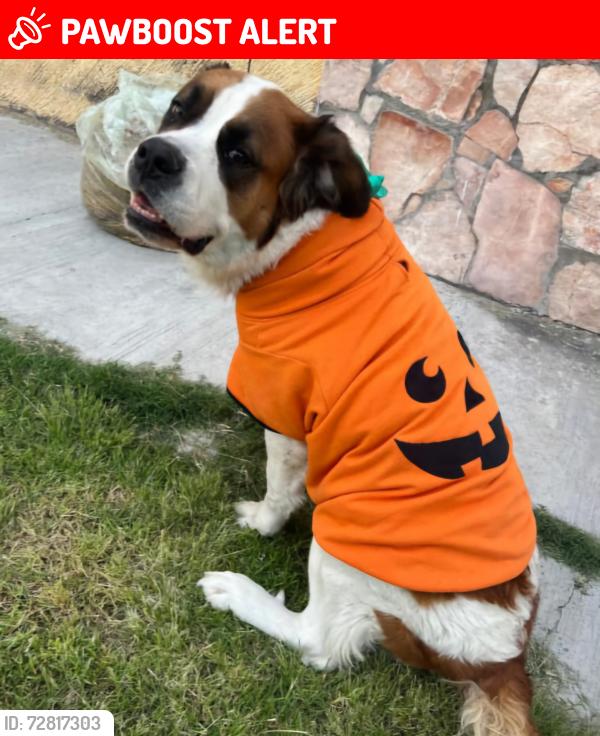 Lost Female Dog last seen Av. Progreso 13527, Heroica Puebla de Zaragoza, Pue. 72490