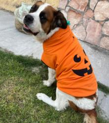 Lost Female Dog last seen Av. Progreso 13527, Heroica Puebla de Zaragoza, Pue. 72490