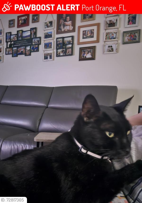 Lost Male Cat last seen Kendrew Drive and Boggsford Rd. Skylake subdivision in Port Orange FL, Port Orange, FL 32127