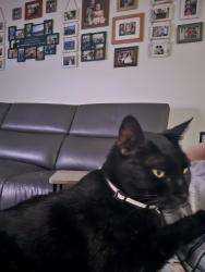 Lost Male Cat last seen Kendrew Drive and Boggsford Rd. Skylake subdivision in Port Orange FL, Port Orange, FL 32127