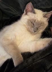 Lost Male Cat last seen X, Choctaw, OK 73020