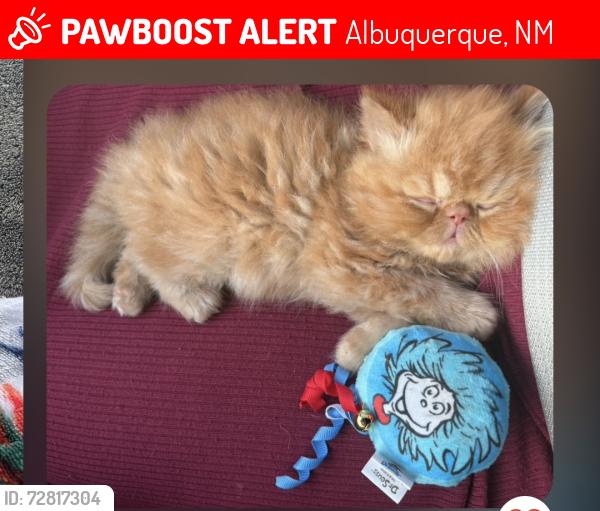 Lost Male Cat last seen Sequoia/Coors (Atrisco), Albuquerque, NM 87120