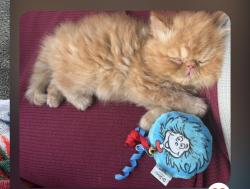 Lost Male Cat last seen Sequoia/Coors (Atrisco), Albuquerque, NM 87120