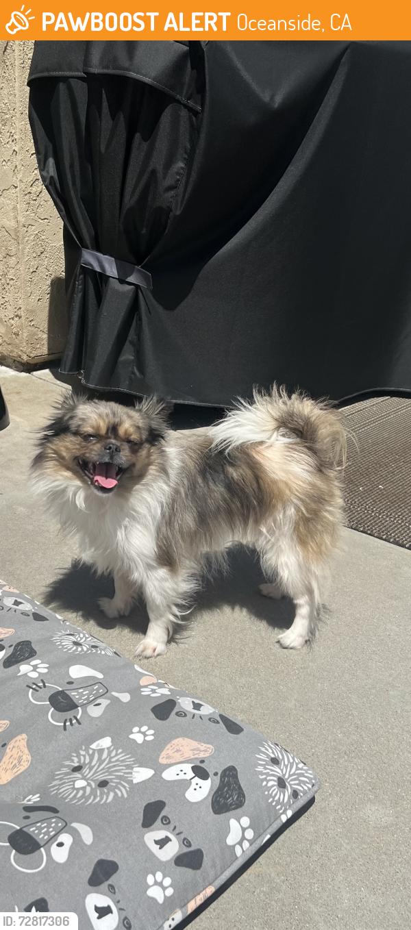 Found/Stray Female Dog last seen Glenhaven Dr, Oceanside, CA 92056