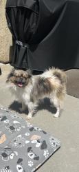 Found/Stray Female Dog last seen Glenhaven Dr, Oceanside, CA 92056