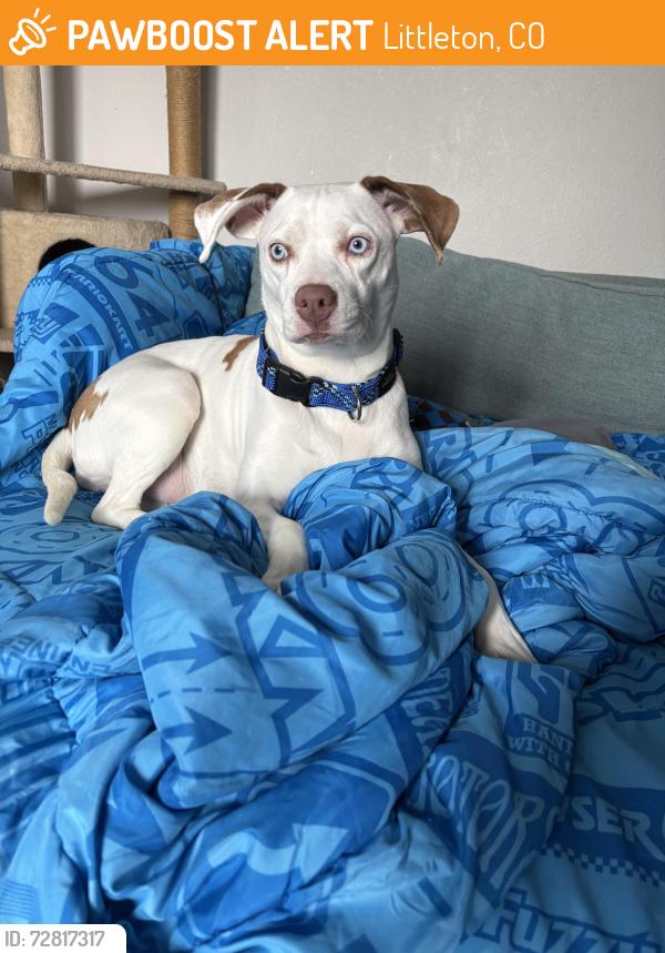 Found/Stray Female Dog last seen Field & coal mine , Littleton, CO 80128