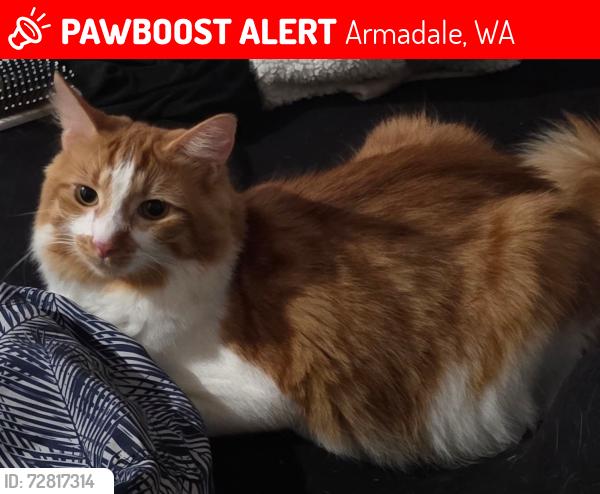 Lost Male Cat last seen Friar rd , little John rd, Armadale, WA 6112