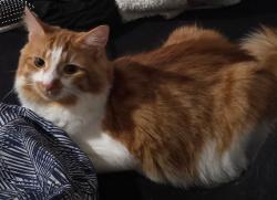 Lost Male Cat last seen Friar rd , little John rd, Armadale, WA 6112