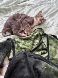 Lost Female Cat last seen Manilla road, San Diego, CA 92126