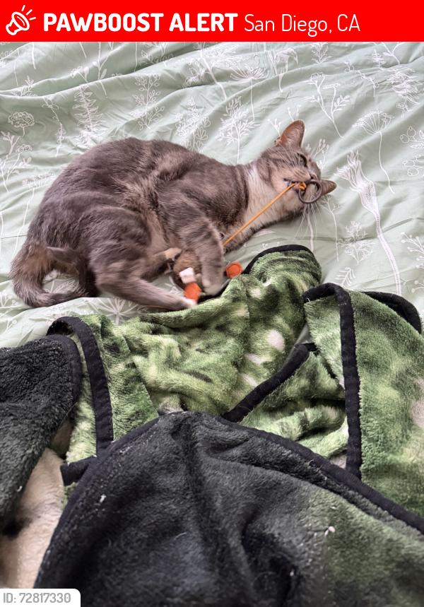 Lost Female Cat last seen Manilla road, San Diego, CA 92126