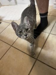 Lost Male Cat last seen N quinlan park rd, Austin, TX 78732