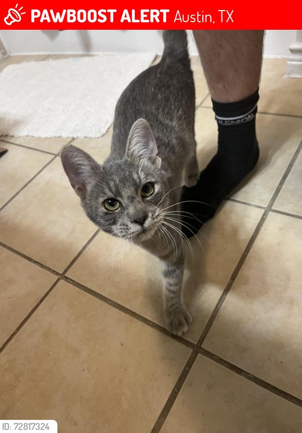 Lost Male Cat last seen N quinlan park rd, Austin, TX 78732