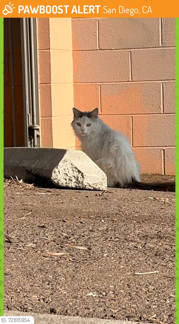 Found/Stray Unknown Cat last seen Rosecrans PL near to BeVmo, San Diego, CA 92110