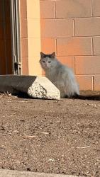 Found/Stray Unknown Cat last seen Rosecrans PL near to BeVmo, San Diego, CA 92110