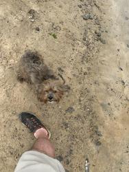 Found/Stray Male Dog last seen Inway Park, Inway Forest Of Northampton, TX 77389