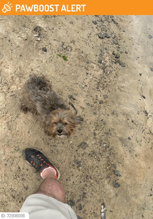 Found/Stray Male Dog last seen Inway Park, Inway Forest Of Northampton, TX 77389