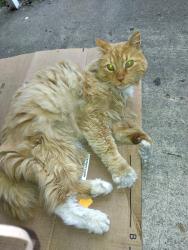 Found/Stray Unknown Cat last seen Liscum Ave, Jefferson Township, OH 45417