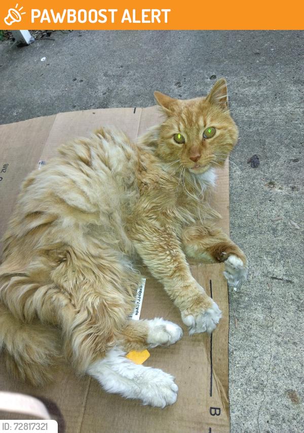 Found/Stray Unknown Cat last seen Liscum Ave, Jefferson Township, OH 45417
