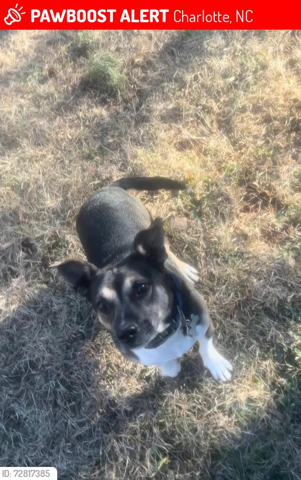 Lost Male Dog last seen Kingstree neighborhood near Ponderosa Pine Ln and Pinyon Pine Ln in Charlotte, NC., Charlotte, NC 28215