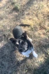 Lost Male Dog last seen Kingstree neighborhood near Ponderosa Pine Ln and Pinyon Pine Ln in Charlotte, NC., Charlotte, NC 28215