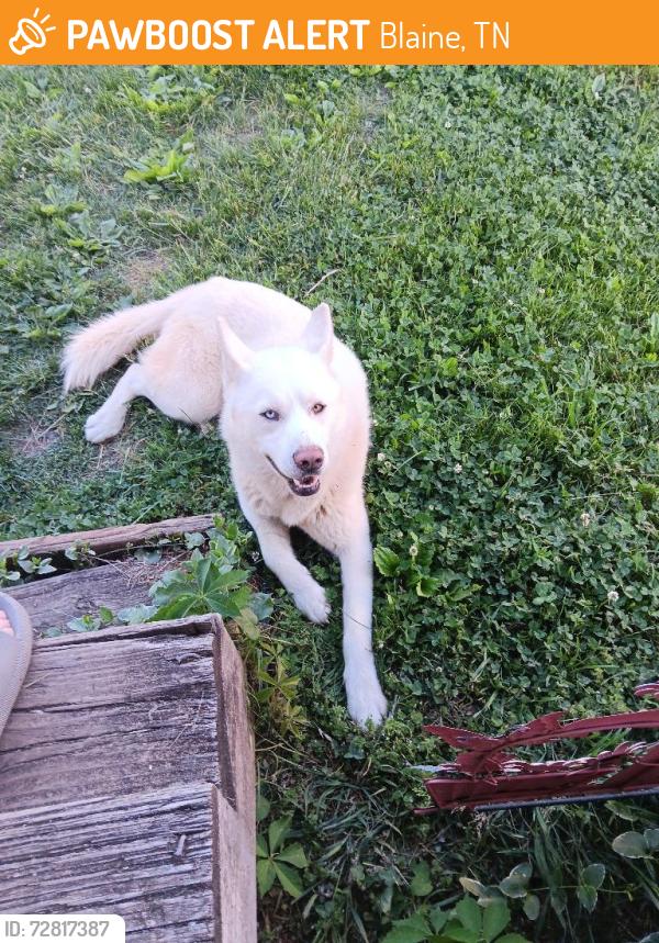 Found/Stray Male Dog last seen Indian ridge baptist church , Blaine, TN 37709