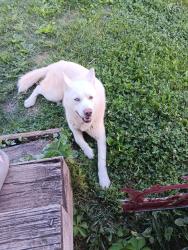 Found/Stray Male Dog last seen Indian ridge baptist church , Blaine, TN 37709