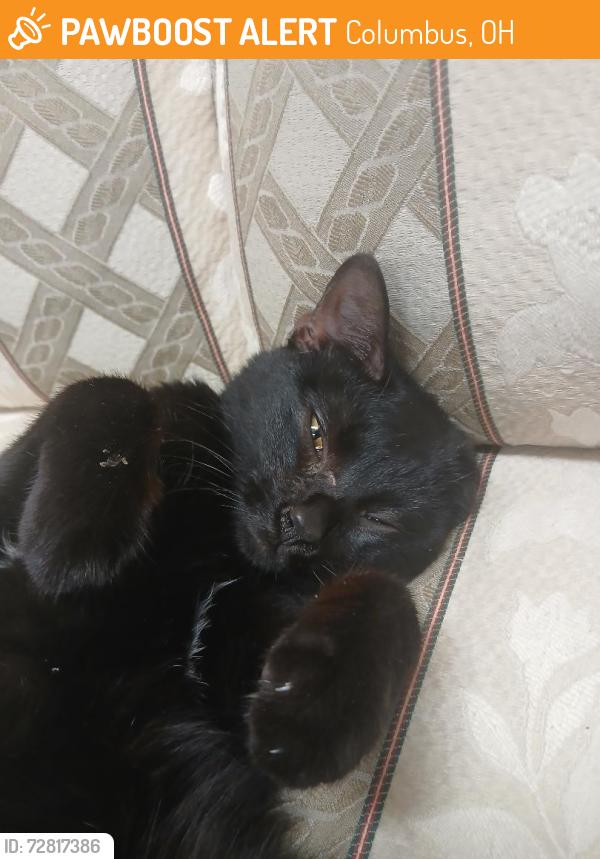 Found/Stray Male Cat last seen A repair shop, Columbus, OH 43219