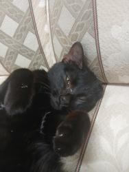Found/Stray Male Cat last seen A repair shop, Columbus, OH 43219