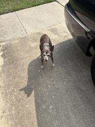 Reunited Female Dog last seen Near st and brookbend , Killeen, TX 76543