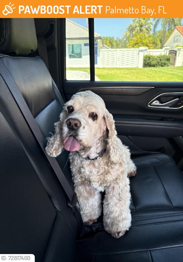 Found/Stray Female Dog last seen Near American Legion in palmetto bay, Palmetto Bay, FL 33157