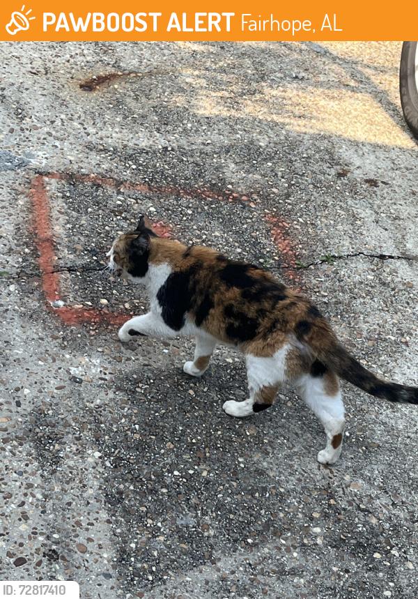 Found/Stray Female Cat last seen Co Rd 48 and hwy 181, Fairhope, AL 36532