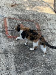 Found/Stray Female Cat last seen Co Rd 48 and hwy 181, Fairhope, AL 36532