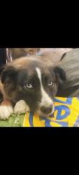 Reunited Female Dog last seen Chalet City Crowley , Crowley, TX 76036