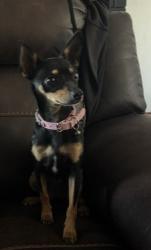 Lost Female Dog last seen Delgado Street and Rio Puerco, Albuquerque, NM 87121