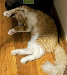 Lost Male Cat last seen 43rd & Yale , Tulsa, OK 74135