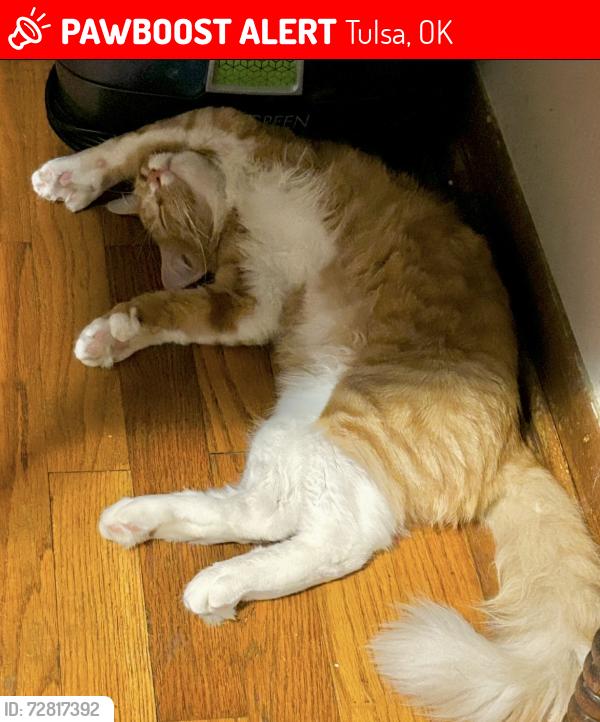 Lost Male Cat last seen 43rd & Yale , Tulsa, OK 74135