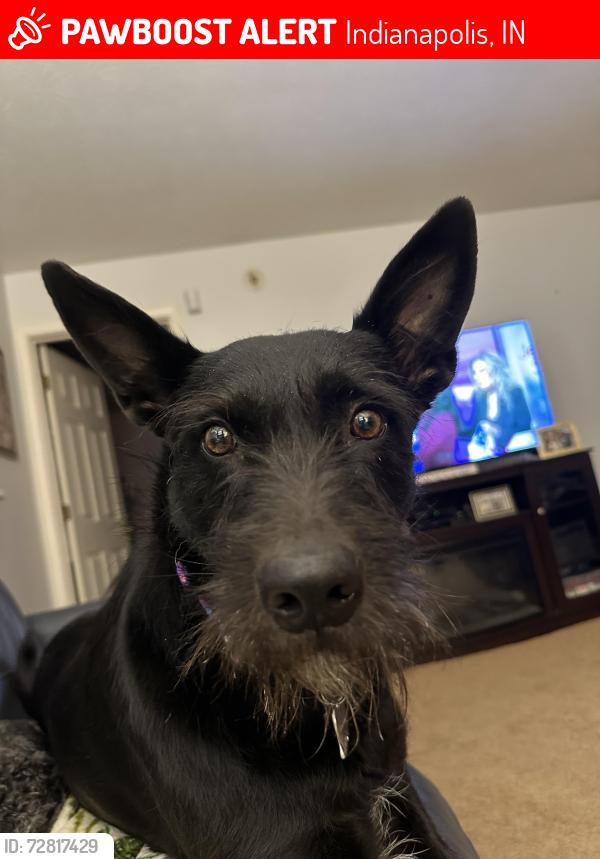 Lost Female Dog last seen Arlington and Churchman, Indianapolis, IN 46237