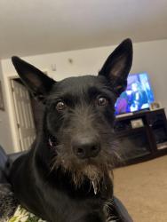 Lost Female Dog last seen Arlington and Churchman, Indianapolis, IN 46237