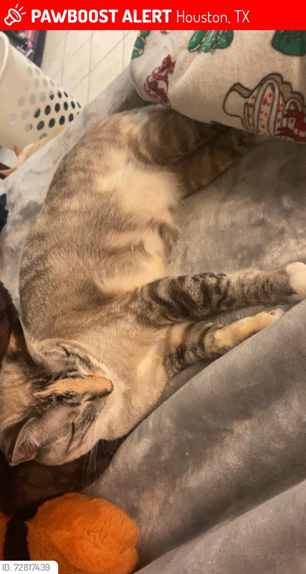 Lost Female Cat last seen San jac college , Houston, TX 77049