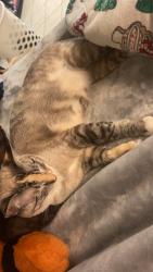 Lost Female Cat last seen San jac college , Houston, TX 77049