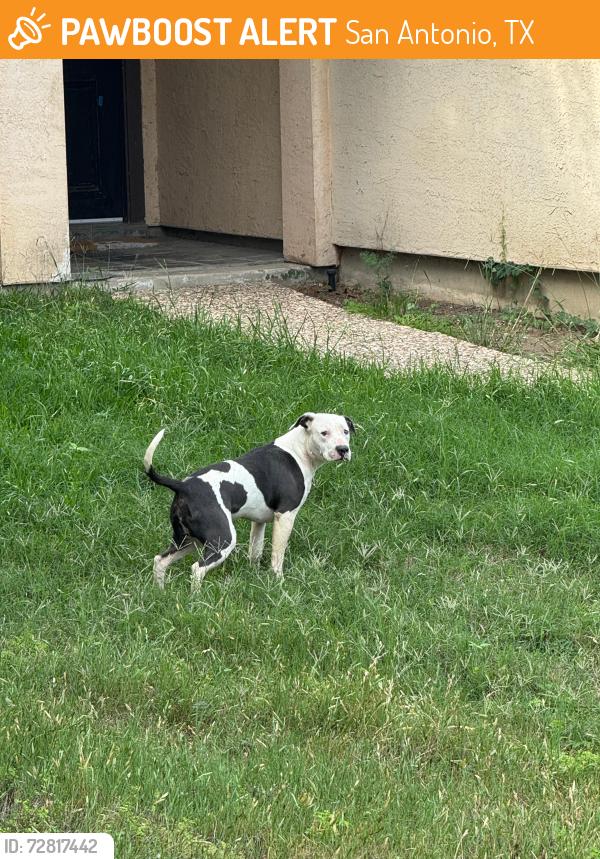 Found/Stray Unknown Dog last seen Autumn Park and cedar Park , San Antonio, TX 78249