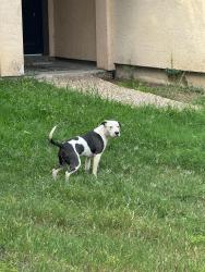 Found/Stray Unknown Dog last seen Autumn Park and cedar Park , San Antonio, TX 78249