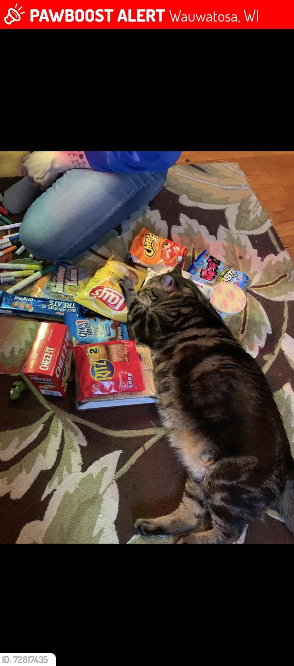 Lost Male Cat last seen Milwaukee ave, Wauwatosa, WI 53213