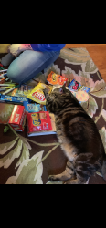 Lost Male Cat last seen Milwaukee ave, Wauwatosa, WI 53213