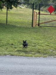 Found/Stray Unknown Dog last seen Paseo Road, near Gables Town Colony, Boca Raton, FL 33433