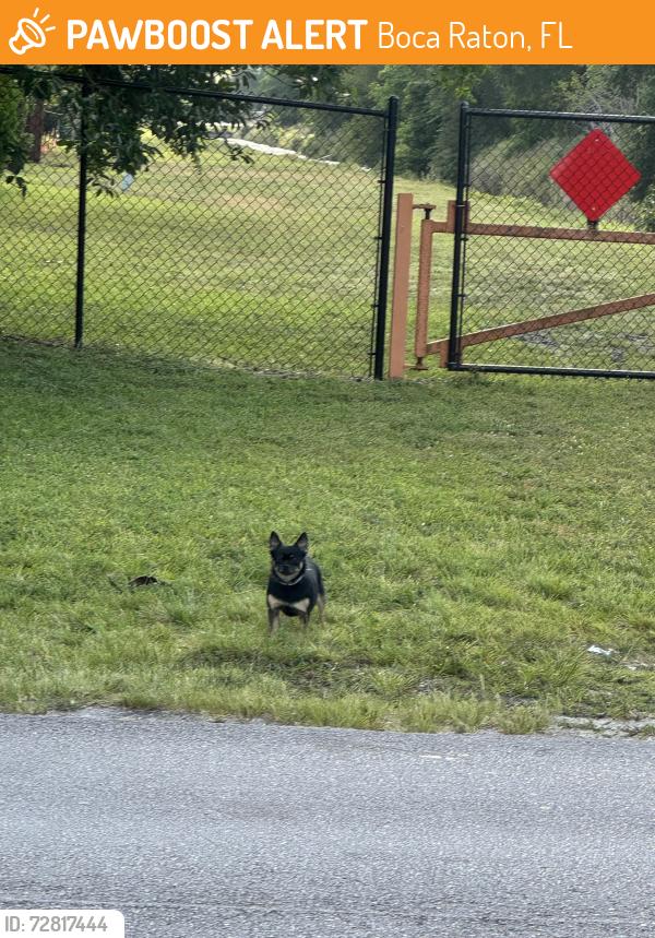 Found/Stray Unknown Dog last seen Paseo Road, near Gables Town Colony, Boca Raton, FL 33433