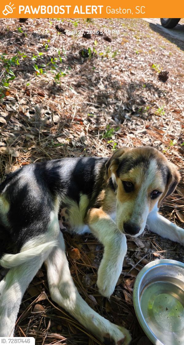 Found/Stray Unknown Dog last seen Ellen Fallaw Rd, Gaston, SC 26160