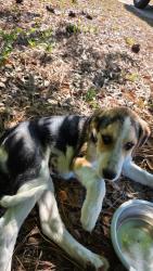 Found/Stray Unknown Dog last seen Ellen Fallaw Rd, Gaston, SC 26160